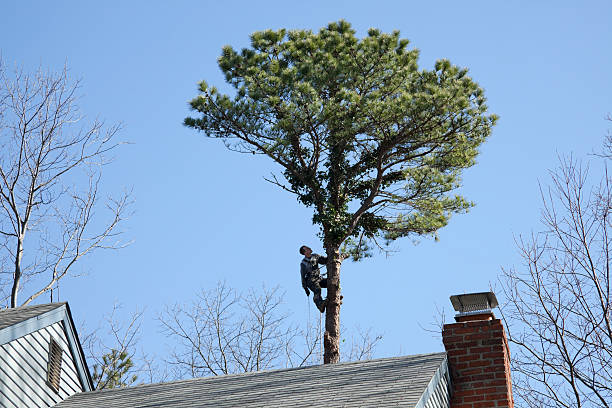 Best Lawn Maintenance Plans  in Graceville, FL