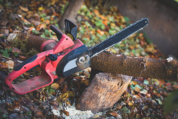 How Our Tree Care Process Works  in  Graceville, FL